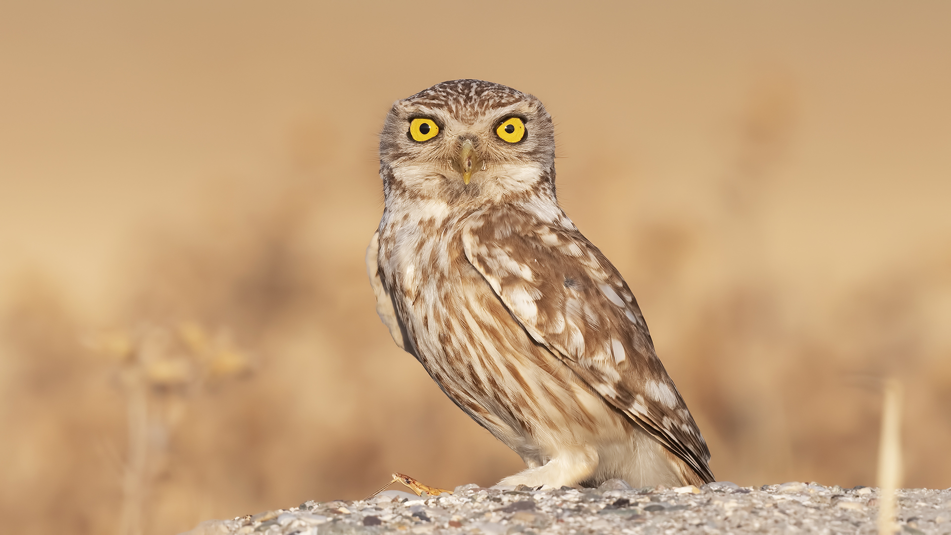 Little Owl